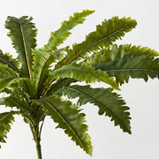 Fern Asplenium Bush Green 68cm – thumbnail