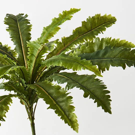 Fern Asplenium Bush Green 68cm