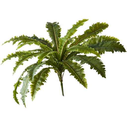 Fern Asplenium Bush Green 68cm