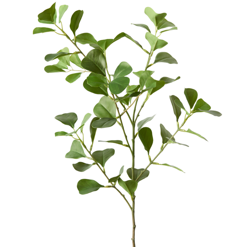 Ficus Triangle Spray Green 78cml