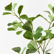 Ficus Triangle Spray Green 78cml