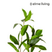 Ronis Fiucus Exotic Leaf Spray Green 44x36x100cm