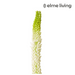 Ronis Foxtail Lily Stem Green/White 10x7x84cm
