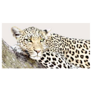 Ronis Frame Canvas Out of Africa 70x150cm 5x1cm Wood Grain