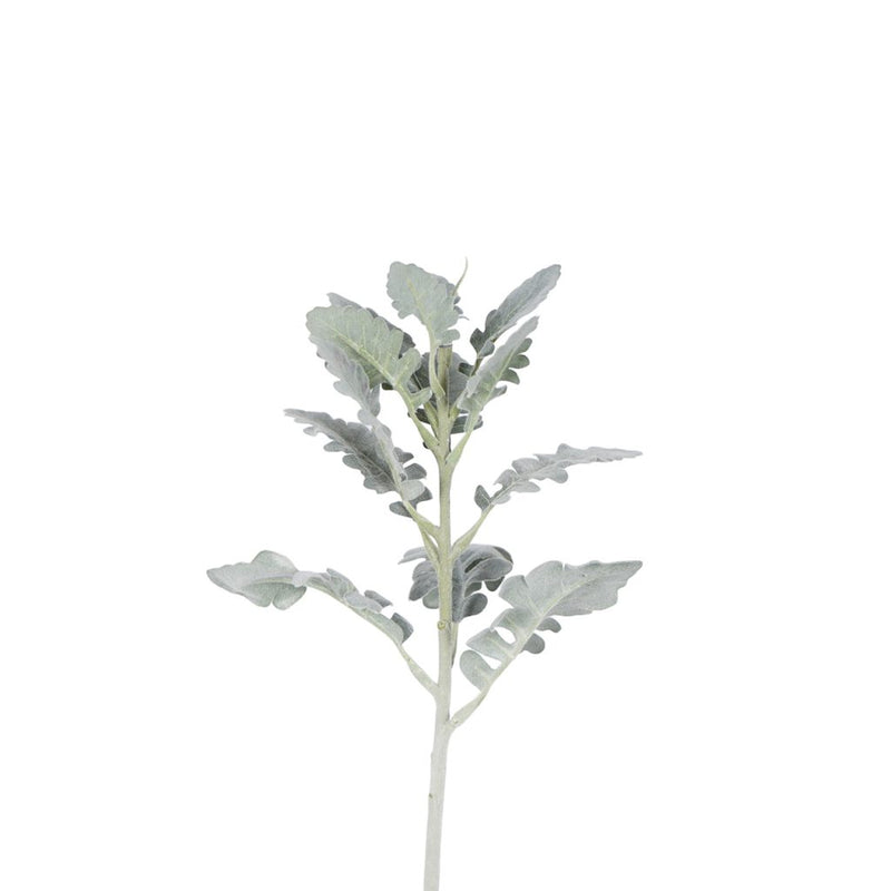 Dusty miller foliage stem 35cm silver green greenery