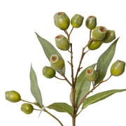 Eucalyptus Gum Nut Spray Green 24x20x67cm – thumbnail