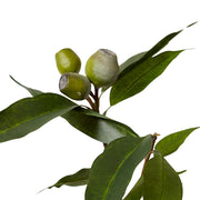 Eucy Seeding Nut Spray Green 33x14x83cm – thumbnail