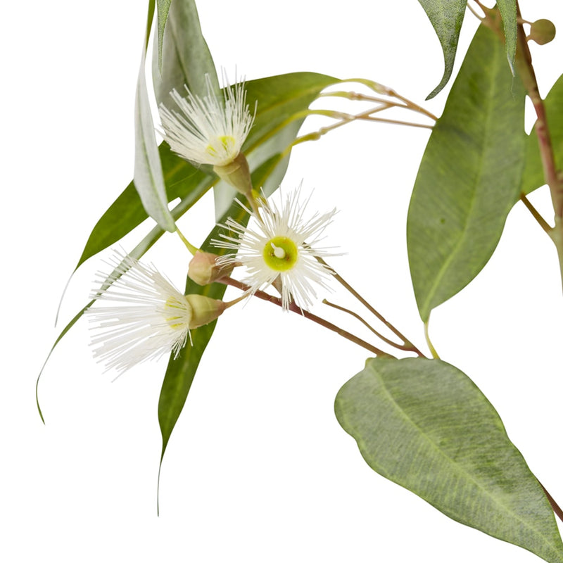 Eucalyptus Flowering Spray White & Green 30x14x91cm