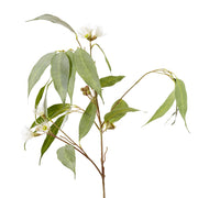 Eucalyptus Flowering Spray White & Green 30x14x91cm – thumbnail