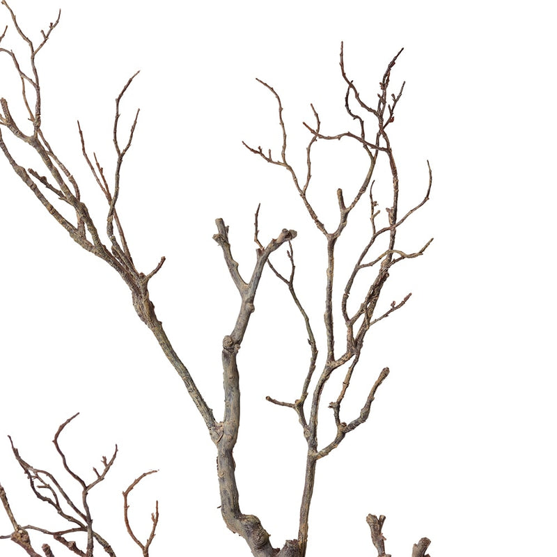 Deadwood Branch Brown 34x30x100cm