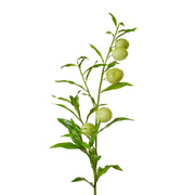 Milk Weed Leaf Stem Green 22x26x114cm – thumbnail