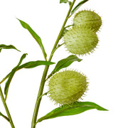 Milk Weed Leaf Stem Green 22x26x114cm – thumbnail