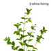 Ronis Hoya Leaf Spray Green 40x22x84cm