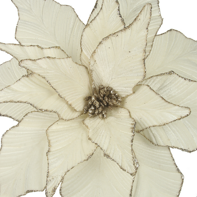 Ronis Ivory Poinsettia with Champagne Glitter Edge 45cmD with 50cm Stem 16 Leaves