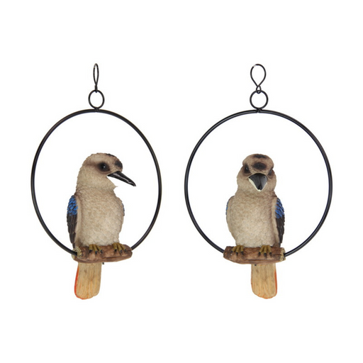 Ronis Kookaburra in Ring 20cm