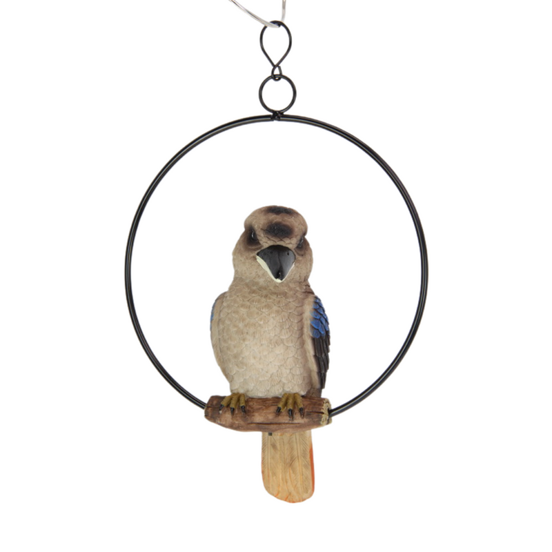 Ronis Kookaburra in Ring 20cm