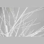 Ronis LED Dazzling Birch Tree 120cm Twinkle Cool White