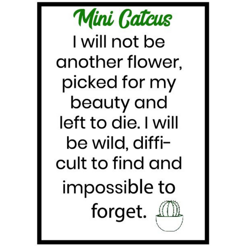 Ronis Mini Craft Cactus 3cm Assorted