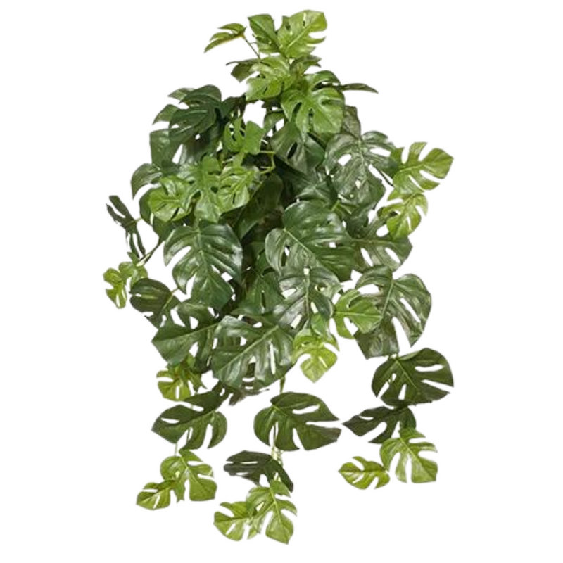 Monstera Hanging Bush Green 58cml