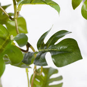Monstera Hanging Bush Green 91cml – thumbnail