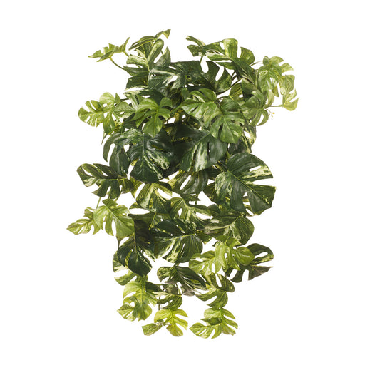 Monstera Hanging Bush Variegated 58cml