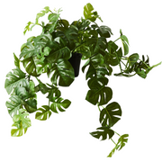 Monstera Hanging Bush in Pot Green 56cml x 27cmh – thumbnail