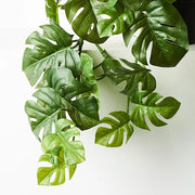 Monstera Hanging Bush in Pot Green 56cml x 27cmh – thumbnail