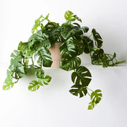 Monstera Hanging Bush in Pot Green 56cml x 27cmh – thumbnail