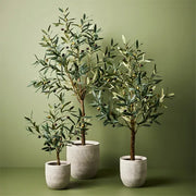 Olive Tree Green 122cmh – thumbnail