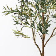 Olive Tree Green 213cmh – thumbnail