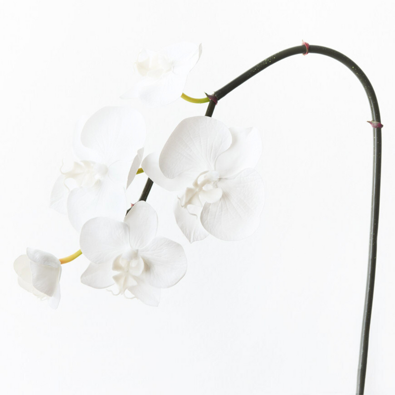 Orchid Phalaenopsis Infused Mini Winter White 51cml