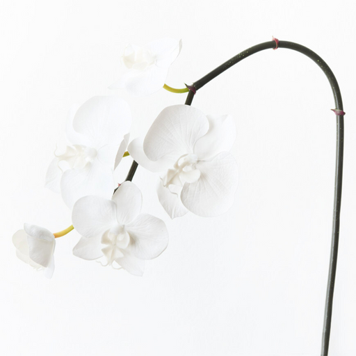 Orchid Phalaenopsis Infused Mini Winter White 51cml