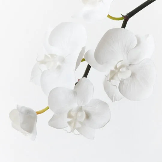 Orchid Phalaenopsis Infused Mini Winter White 51cml