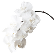 Orchid Phalaenopsis Infused x8 Winter White 96cml