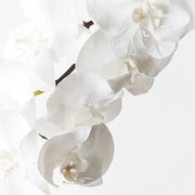 Orchid Phalaenopsis Infused x8 Winter White 96cml