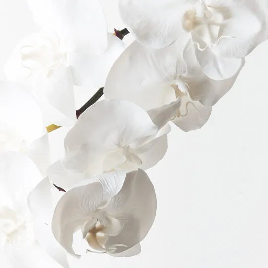 Orchid Phalaenopsis Infused x8 Winter White 96cml
