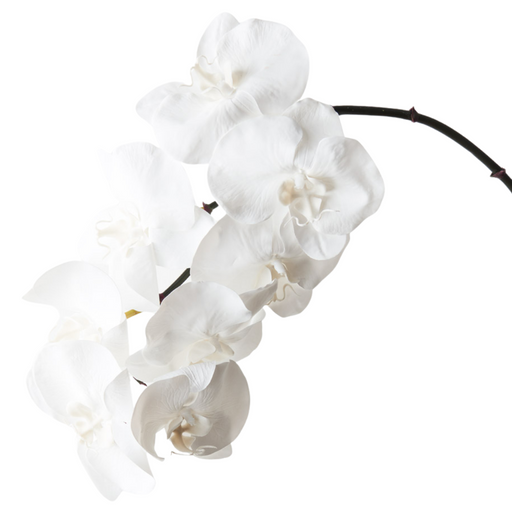 Orchid Phalaenopsis Infused x8 Winter White 96cml