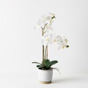 Ronis Orchid Phalaenopsis in Nele Pot White 55cmh