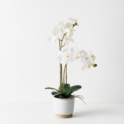 Ronis Orchid Phalaenopsis in Nele Pot White 55cmh