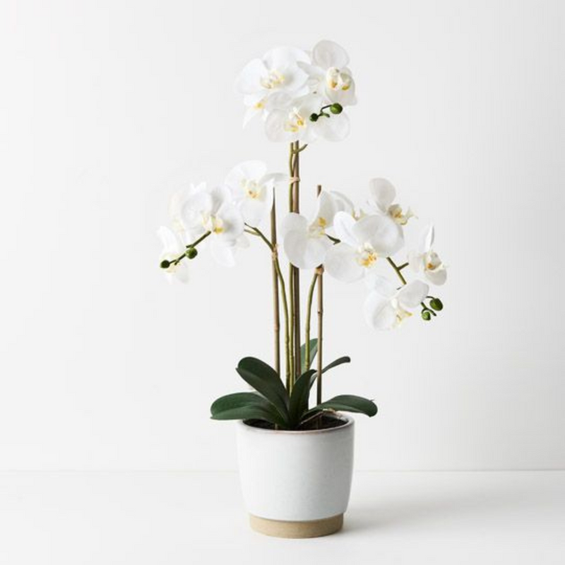 Ronis Orchid Phalaenopsis in Nele Pot White 63cmh
