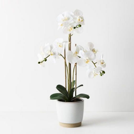 Ronis Orchid Phalaenopsis in Nele Pot White 63cmh