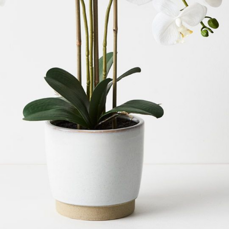 Ronis Orchid Phalaenopsis in Nele Pot White 63cmh