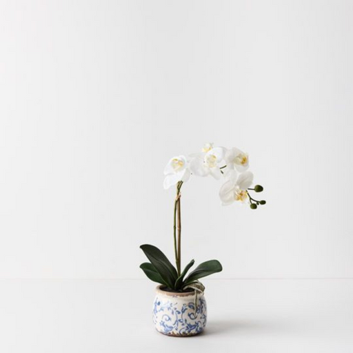 Ronis Orchid Phalaenopsis in Scarla Pot White 42cmh