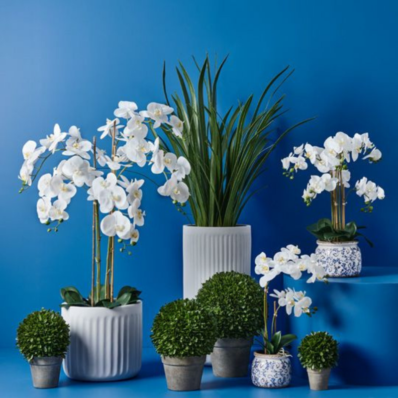 Ronis Orchid Phalaenopsis in Scarla Pot White 54cmh