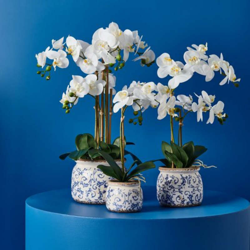 Ronis Orchid Phalaenopsis in Scarla Pot White 54cmh