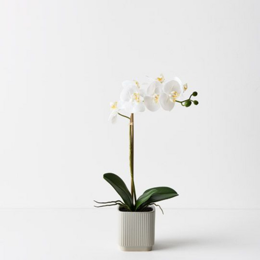 Ronis Orchid Phalaenopsis in Silo Pot White 45cmh