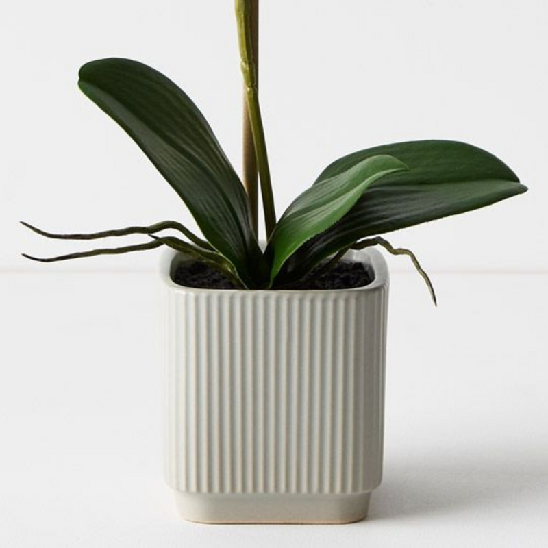 Ronis Orchid Phalaenopsis in Silo Pot White 45cmh