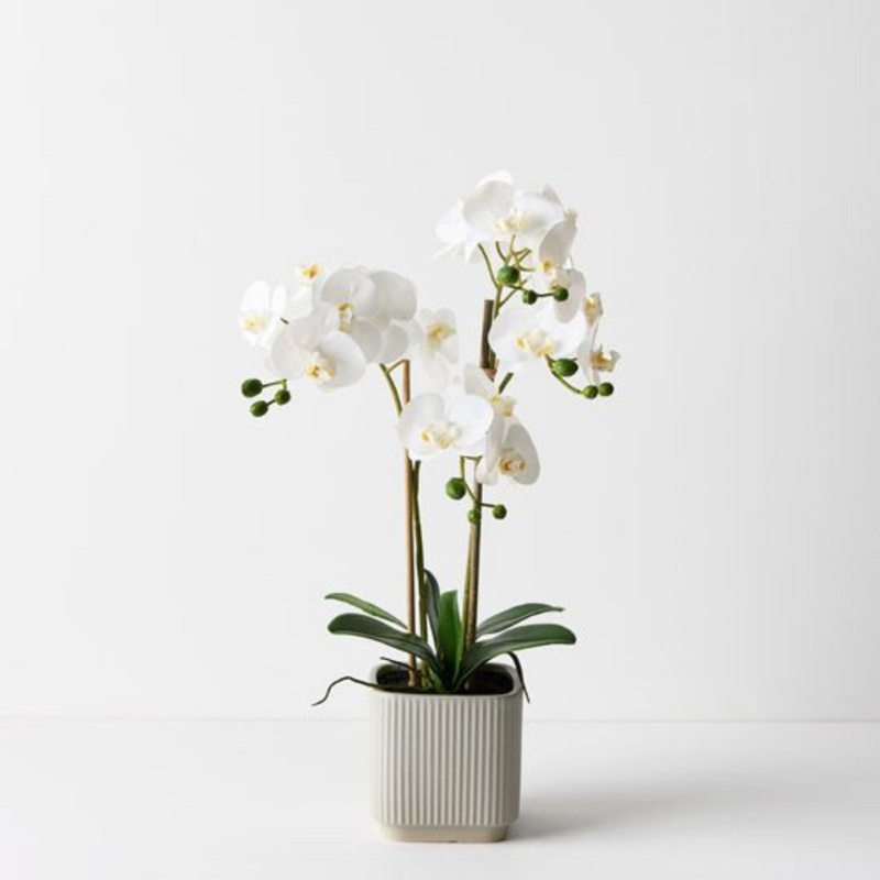 Ronis Orchid Phalaenopsis in Silo Pot White 53cmh