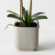 Ronis Orchid Phalaenopsis in Silo Pot White 53cmh