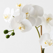 Ronis Orchid Phalaenopsis in Silo Pot White 53cmh